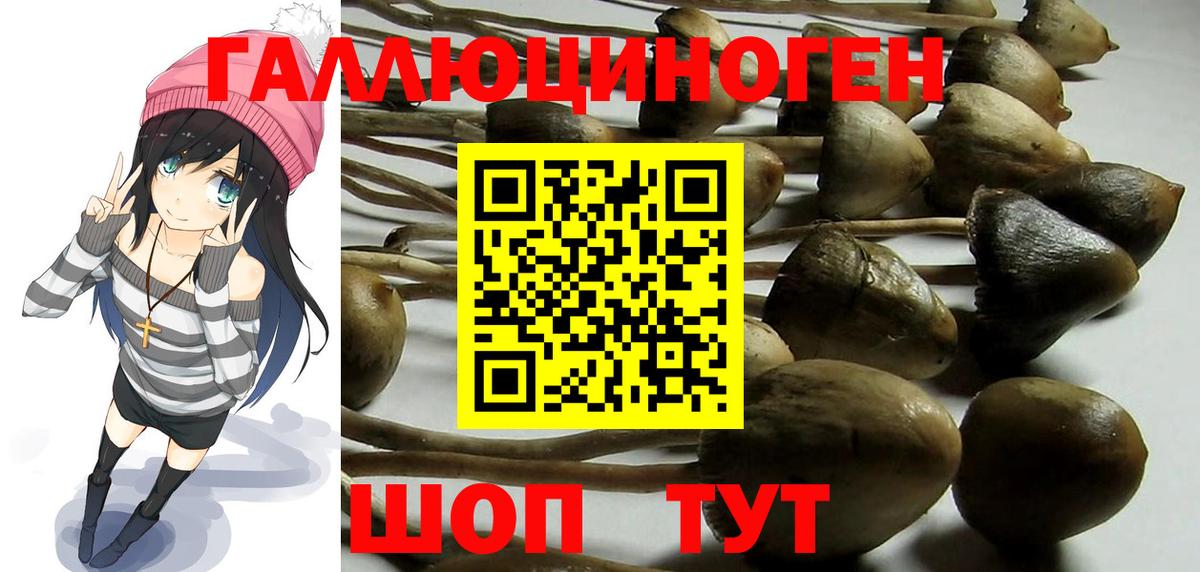Псилоцибиновые грибы Psilocybe Домодедово
